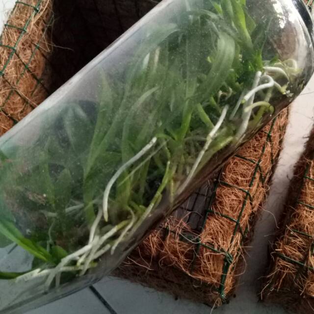 Bibit botol anggrek dendrobium hybrid