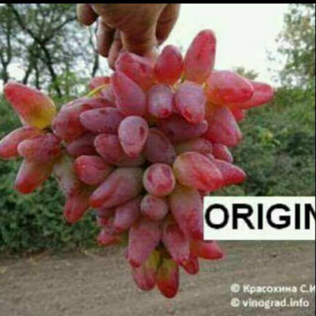 Bibit Anggur Import ORGIN Original Grafting