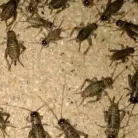 ✰ Jangkrik 1 kilo - jangkrik alam - jangkrik genggong ➮