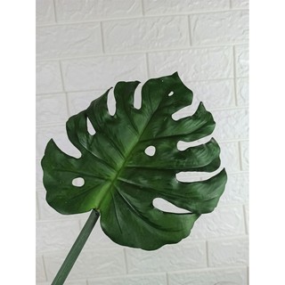 Daun Monstera Import Kecil  bunga  plastik  daun 