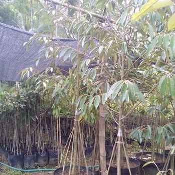 Bibit Durian Kaki 3 Tinggi 1 - 1,5 Meter Jenis Musangking - Kane/kani - Duri Hitam ( Ochee )