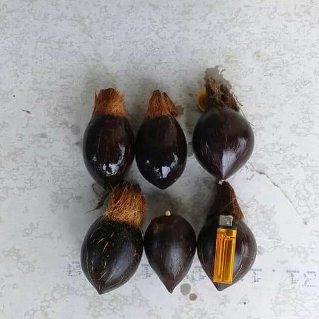 Bahan bonsai kelapa minion size 4