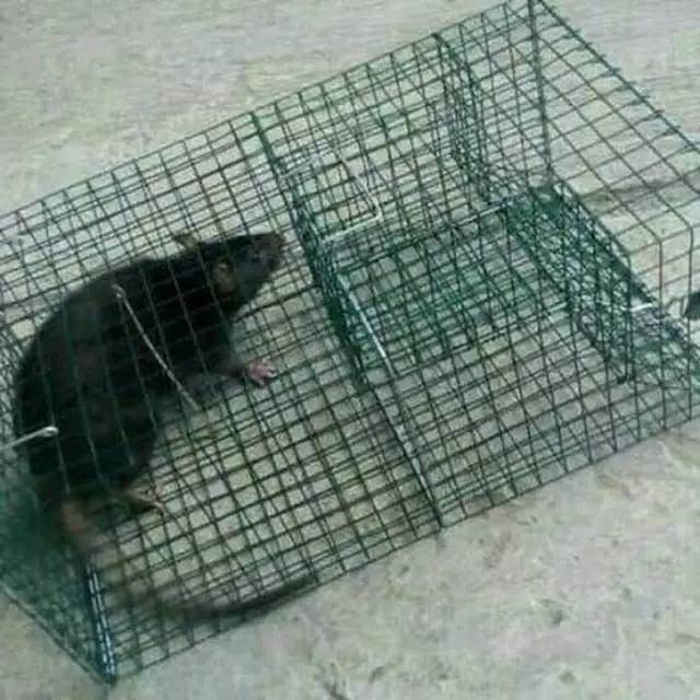 Jebakan Tikus Perangkap Tikus Pembasmi Tikus Rumah Shopee Indonesia 5021