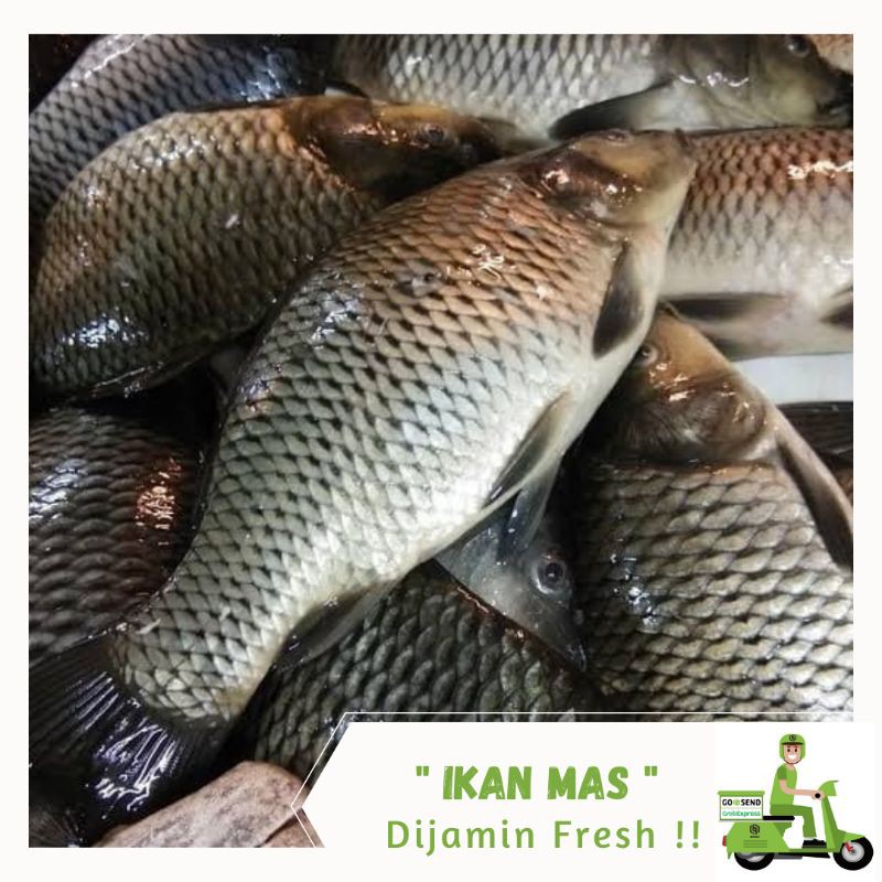 

Ikan Mas Segar 1 kg