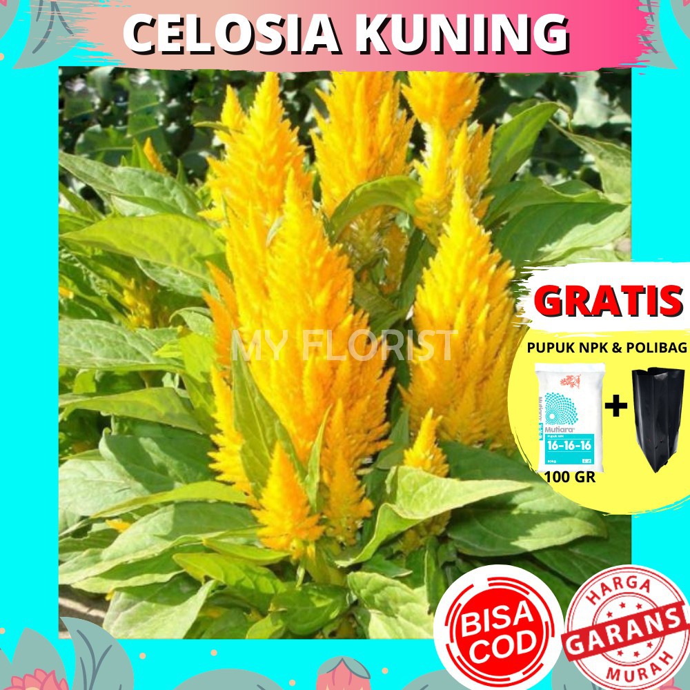 

Bunga Hidup Murah Celosia Kuning Asli Bergaransi