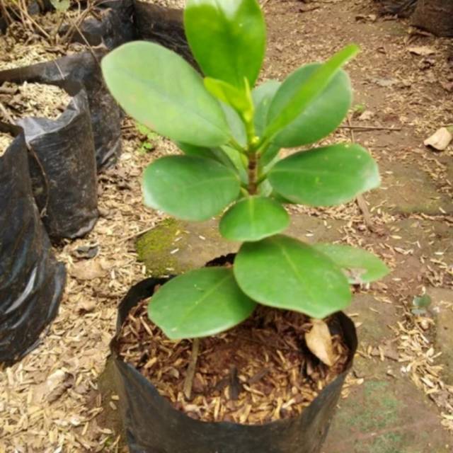 tanaman hias beringin korea-pohon beringin korea