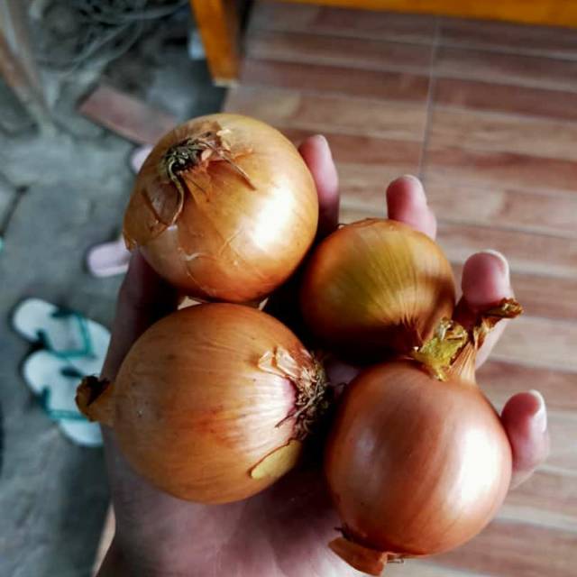 

TERMURAH SEMBAKO BUMBU Bawang Bombay Bombai per 1/2 Kg