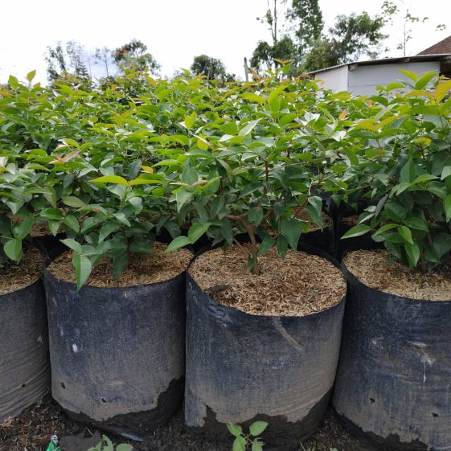 Bahan Bonsai Dewandaru Prospek