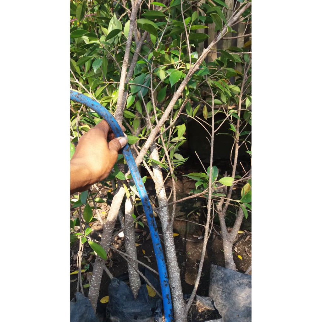 Bibit Bonsai Pohon Beringin Kimeng Murah/Besar Jempol Kaki Tinggi kisaran 110 cm - 120cm