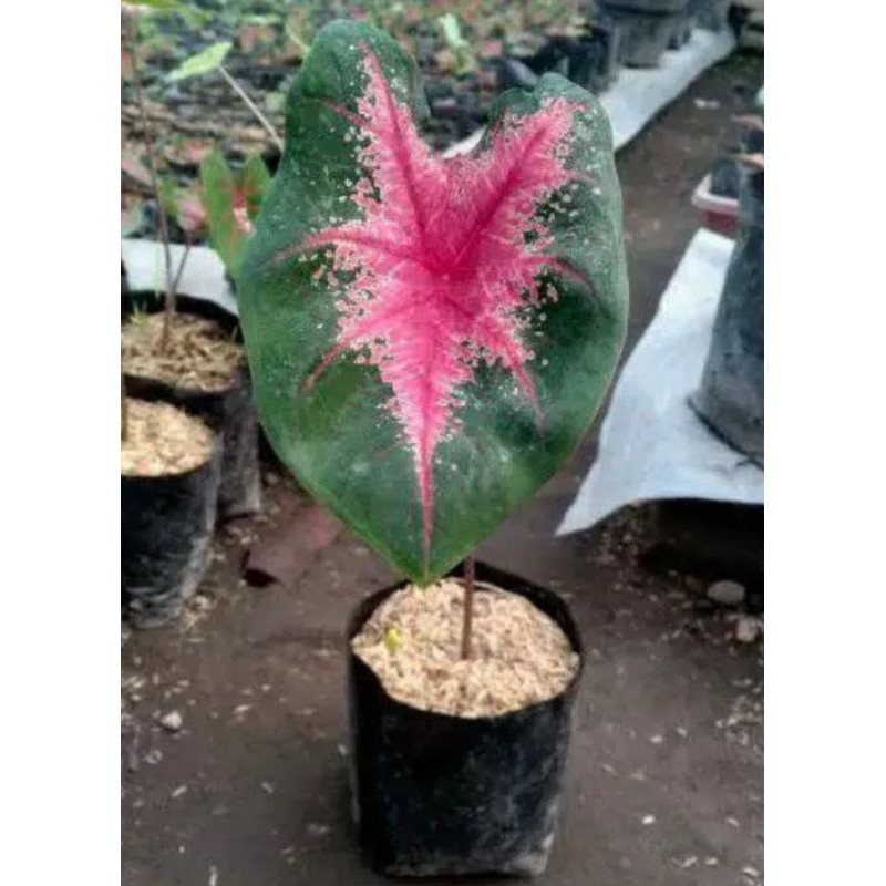 Tanaman hias Keladi Jantung hati // Caladium jantung hati // Kelady Red jantung hati