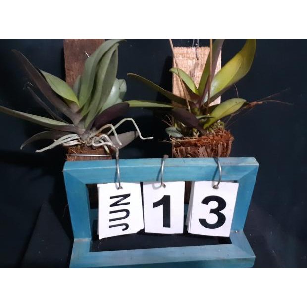 ➭ Doritis Pulcherrima ❉