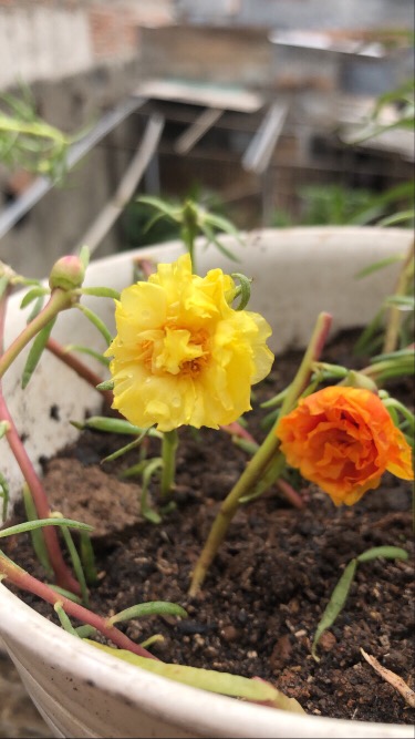 Paket Hemat Krokot Mix Lokal Dan Import /krokot Portulaca /mossrose Portulaca Import Dan Lokal