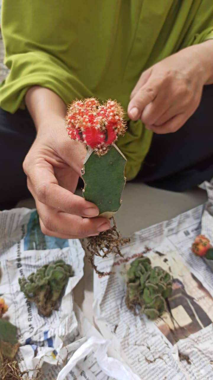 Paket Tanaman Hias Sukulen Sekulen Medium Random