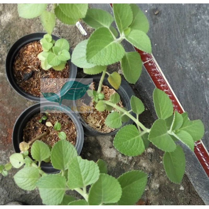 Jual Bibit Tanaman Daun Jinten Putih/Pohon Jinten Putih | Shopee Indonesia