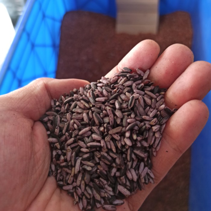 

KETAN-BERAS- BERAS KETAN HITAM SOSOH 500 GRAM -BERAS-KETAN.