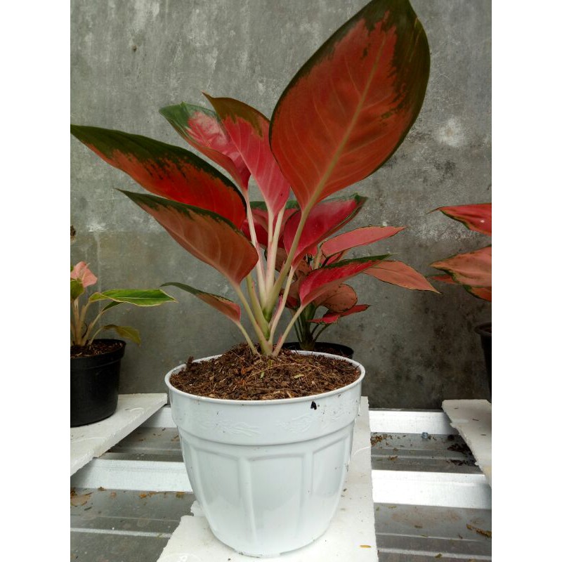 Aglonema Suksom Jaipong dewasa