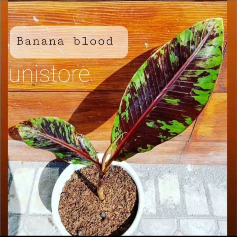 pohon pisang hias varigata merah