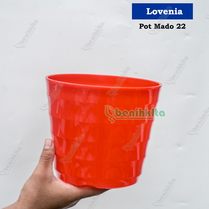 Pot Tanaman-Bunga Warna Mado 22 (Lovenia)