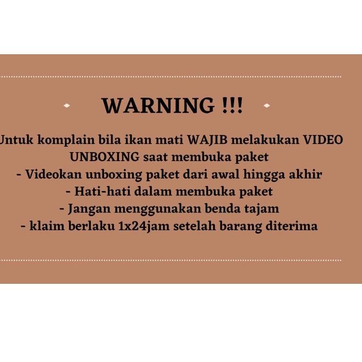 Oke Price.. YELLOW SENTARUM 18-20cm