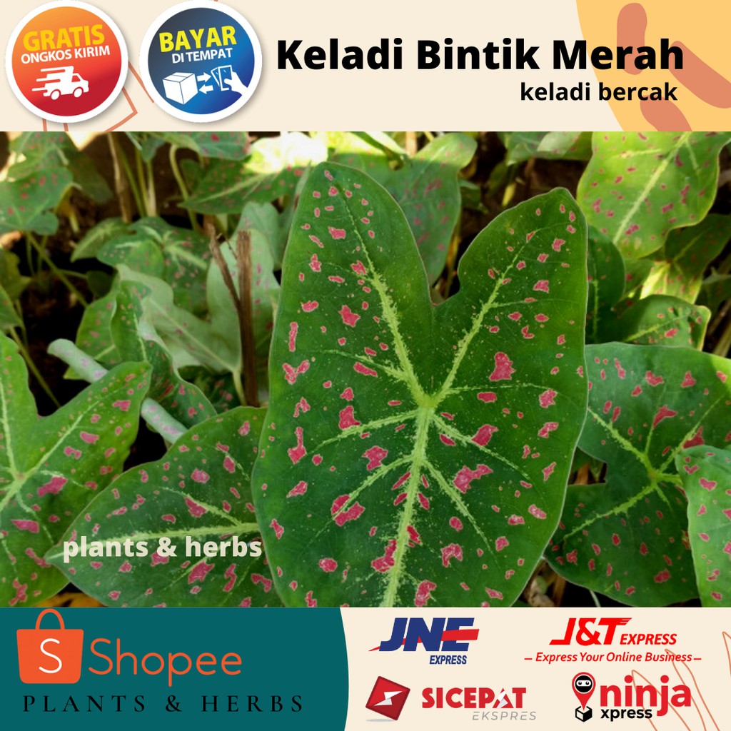 Keladi Bintik Merah - keladi bercak bentol merah