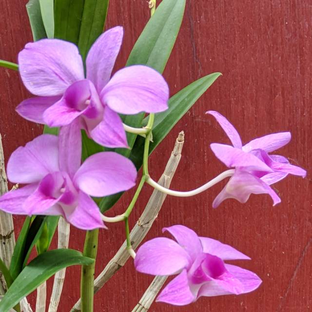 ANGGREK DENDRO LARAT JADUL DEWASA