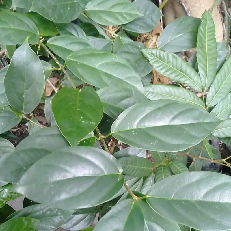 

Daun Cincau hijau tebal petik segar