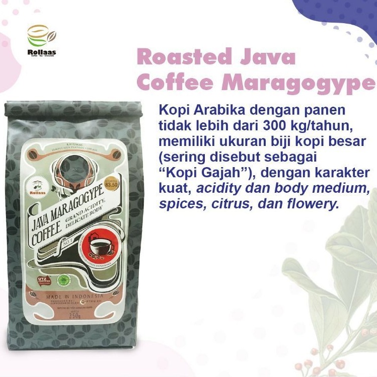 

Kopi Arabika Ijen Premium Specialty Maragogype 250 Gr - Blue Mountain Maragogype