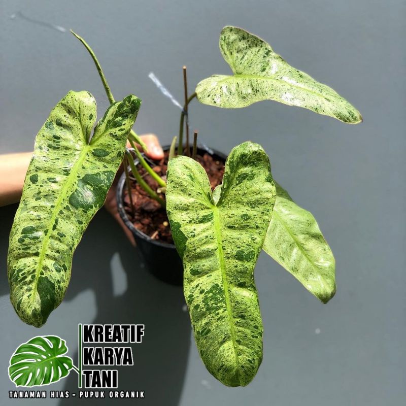 Tanaman hias philodendron paraiso verde - Paraiso Verde