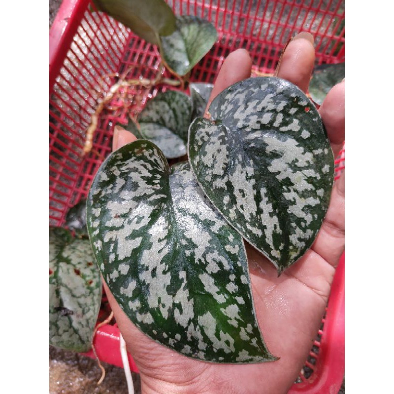 Scindapsus/scindapsus black exotica