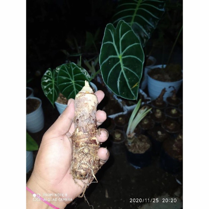 BONGGOL/UMBI ALOKASIA WATSONIANA GLOSY