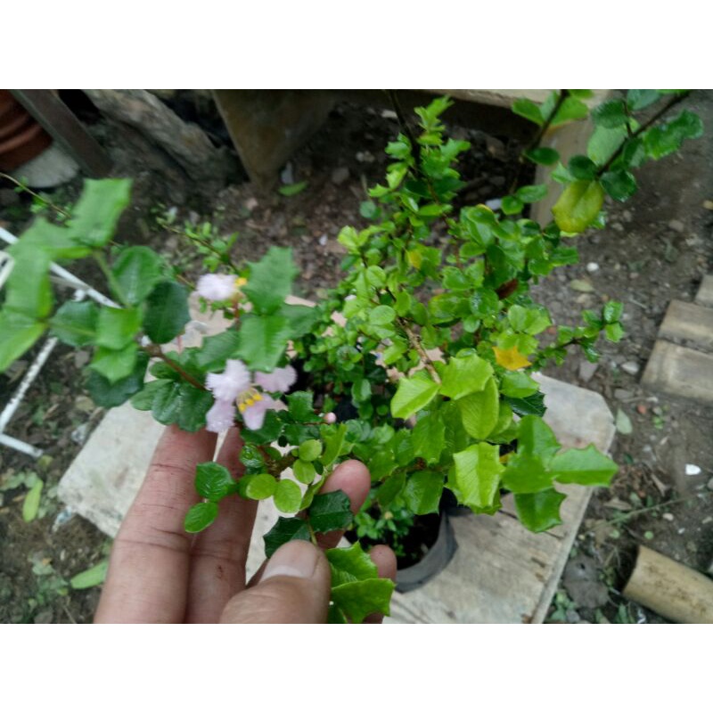 Bibit Bahan Bonsai Mirten Daun Duri