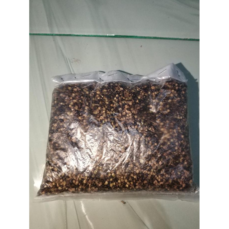 Kd1 300 Gr Biji Benih Pohon Cendana Wangi Ntt Dm1