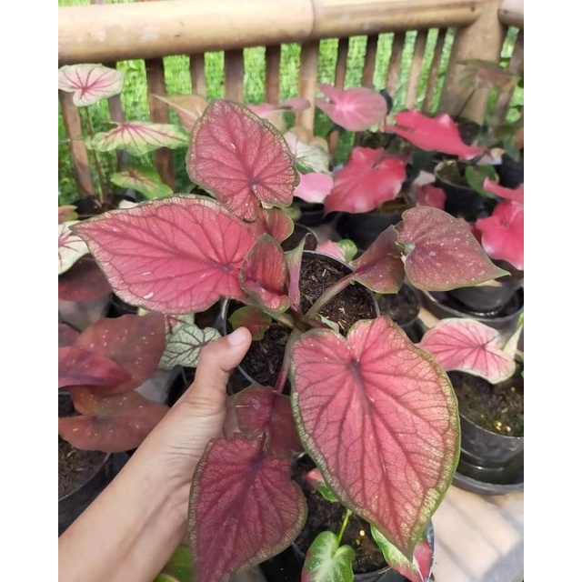 Keladi JAguar Merah anakan