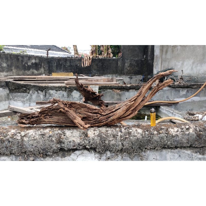 kayu rentek aquarium