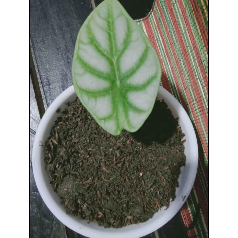 bunga keladi tengkorak