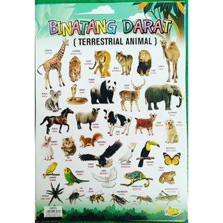 8700 Gambar Hewan Air Dan Darat Gratis