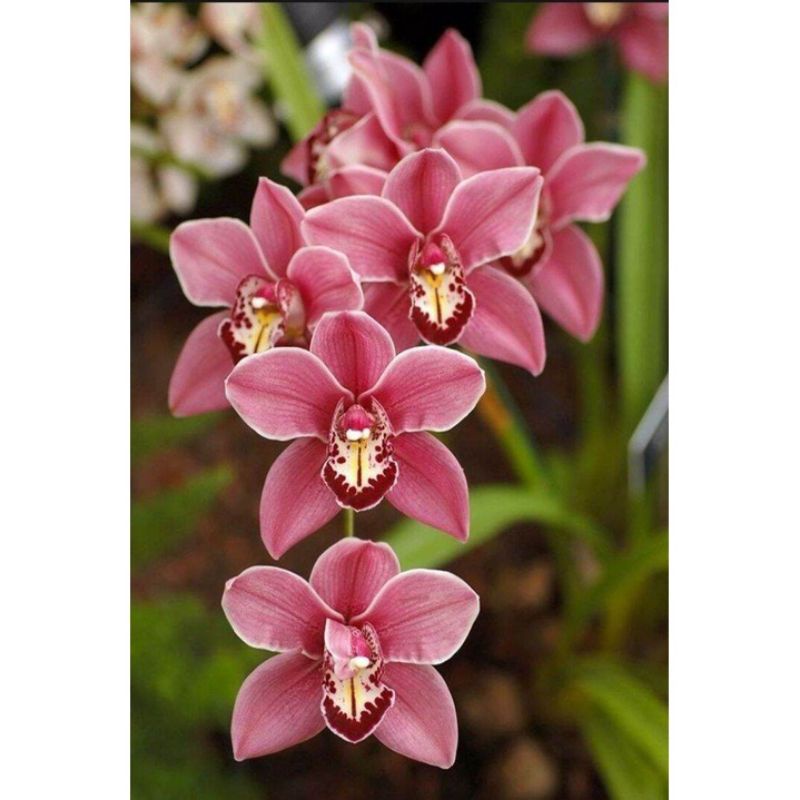 Tanaman hias anggrek cymbidium merah jambu