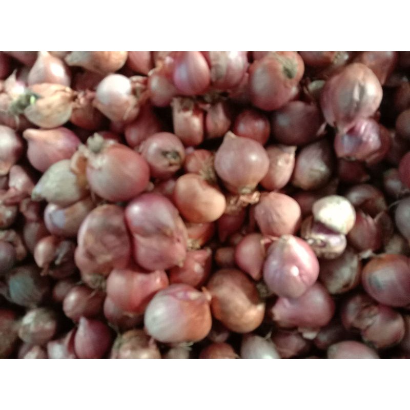 

bawang merah,bawang putih,kencur,lengkuas,danjahe