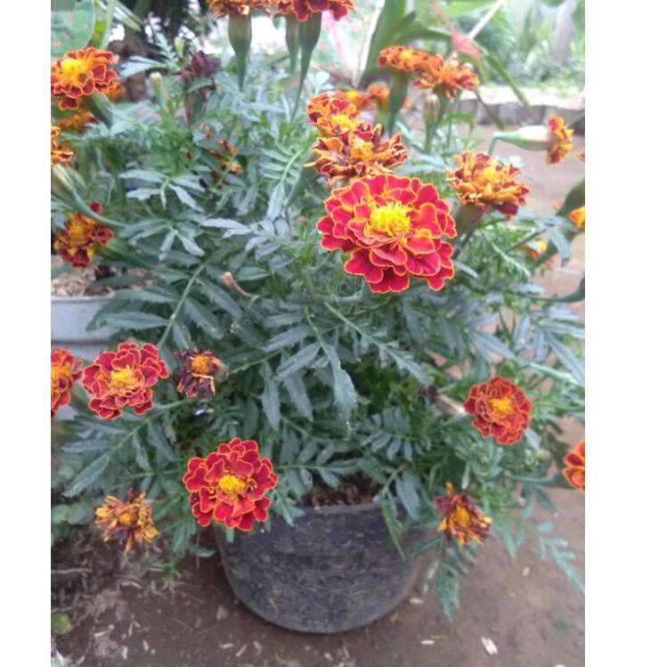 

（DIKIRIM DARI JAKARTA） Marigold kenikir