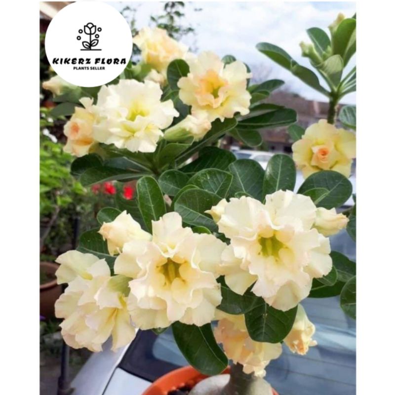 TANAMAN HIAS ADENIUM KAMBOJA JEPANG BUNGA TUMPUK// YELLOW WHITENING