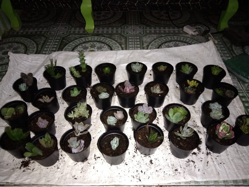 Batu Warna Kemasan 1kg