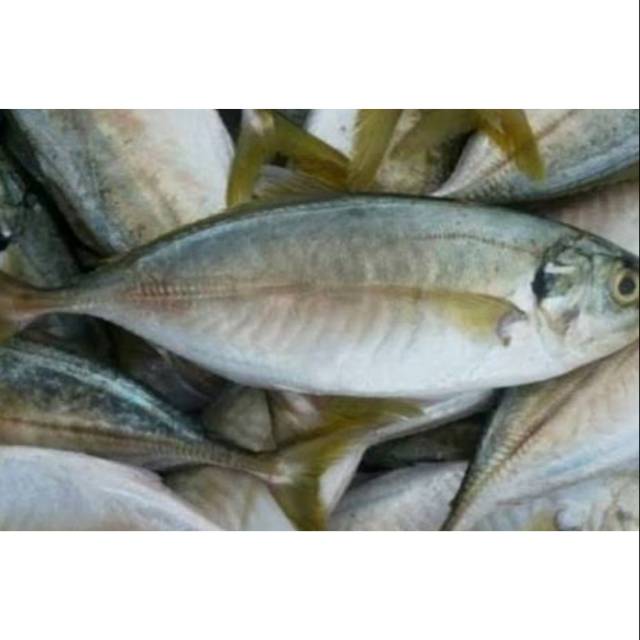 

Aneka ikan basah (kembung, mujair, bawal, teri basah, dll)