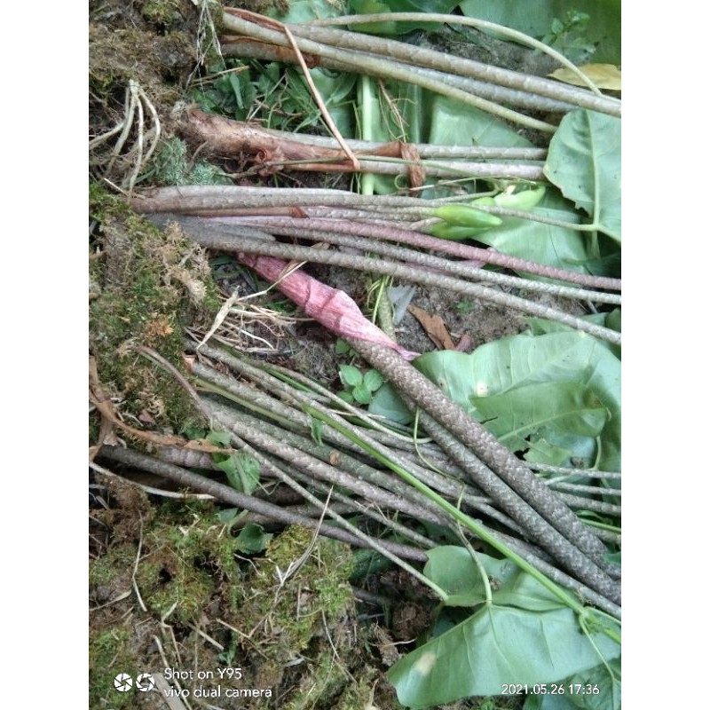 alocasia pesanan @priskillashop 2kg