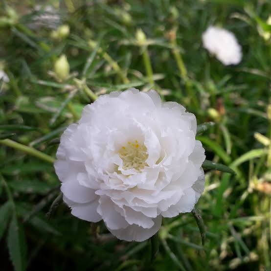 tanaman hias bunga, Krokot mawar, portulaca grandiflora putih