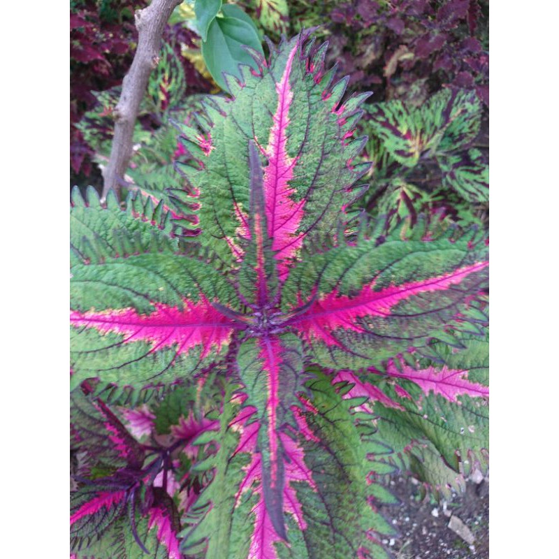 miana / bunga miana/ tanaman hias