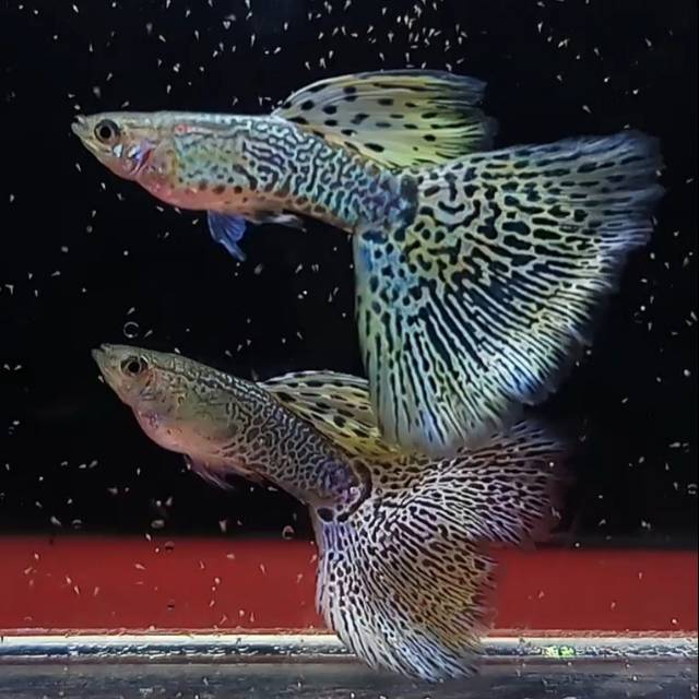 Ikan hias guppy yelow cobra dewasa