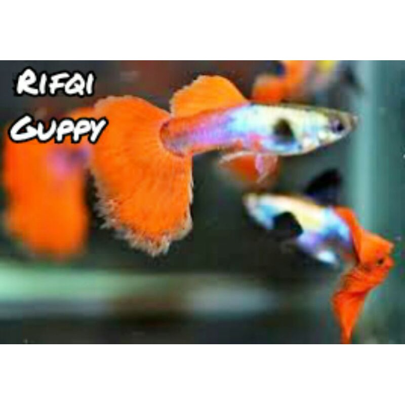 Ikan Guppy Platinum Red Tail Koi (PRT Koi) Ikan Hias