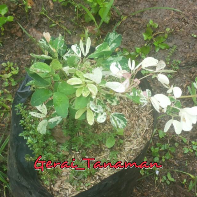 Bibit Asem Belanda Bahan Bonsai