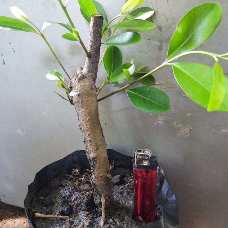 bahan bonsai jamblang/juwet/ tanaman herbal jamblang/juwet