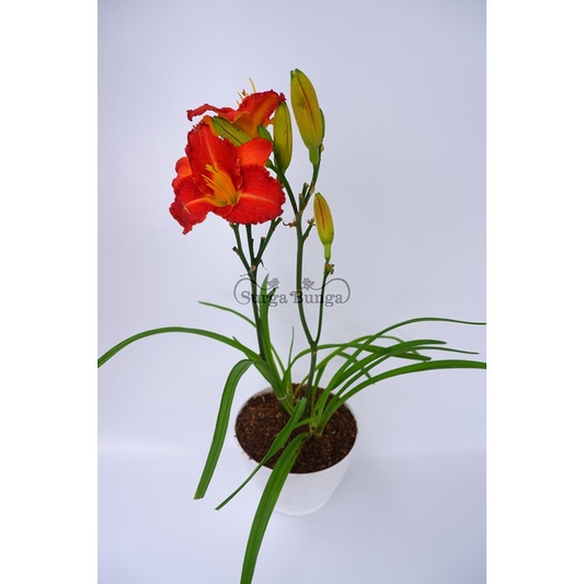 Tanaman Bunga Day Lily Merah Dewasa Rimbun BERGARANSI